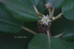 Manilkara hexandra